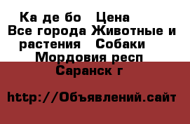 Ка де бо › Цена ­ 25 - Все города Животные и растения » Собаки   . Мордовия респ.,Саранск г.